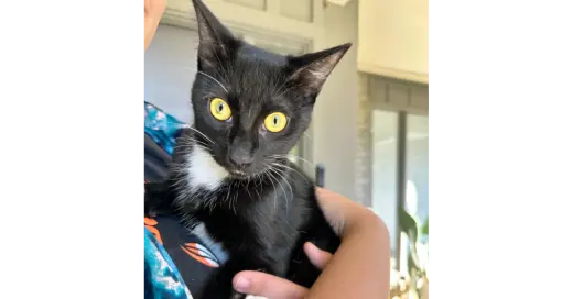 Niko