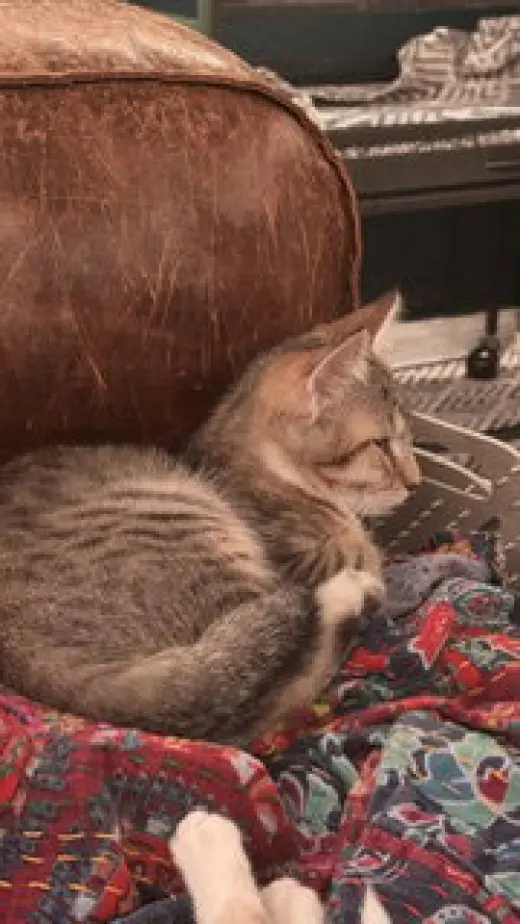 Atlas