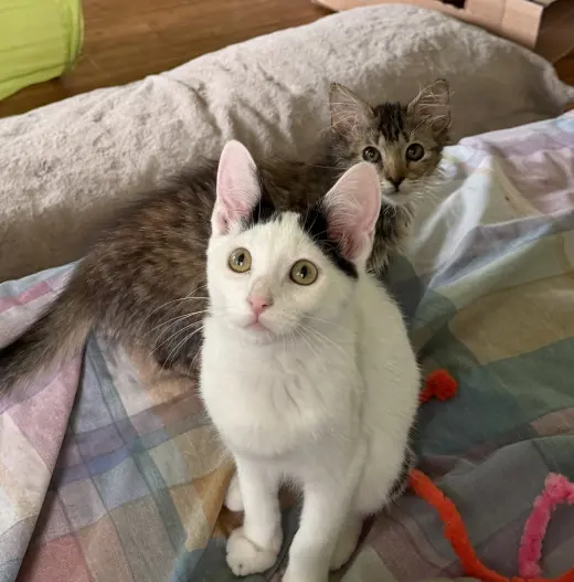 Tux