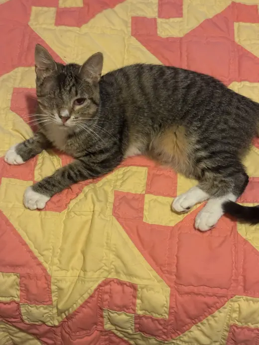 Chimi (one-eye)