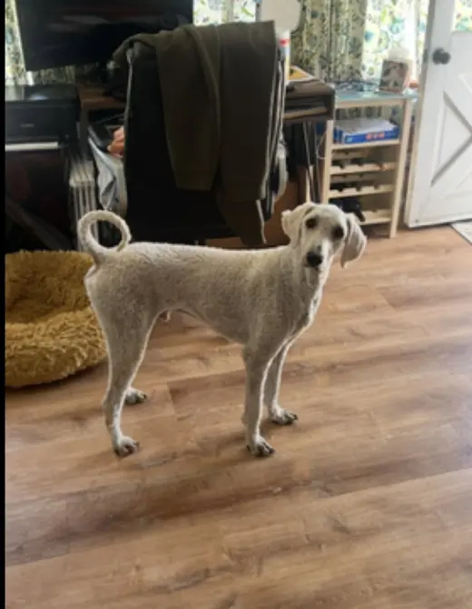 Skipper
