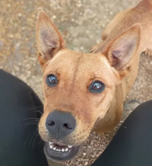 Delilah