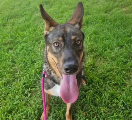 TYSON