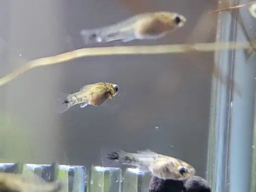 SMALL FRIES