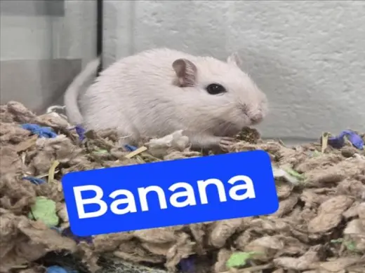 BANANA