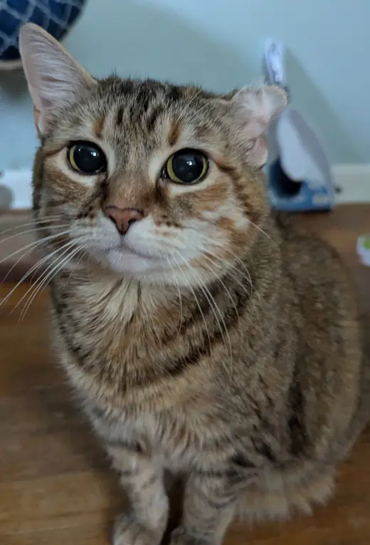 Trix