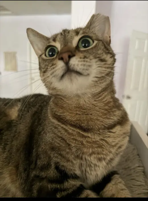 Kal Kal