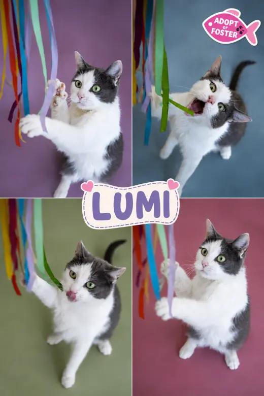 Lumi (FCID# 06/29/2026 - 55 Trainer)