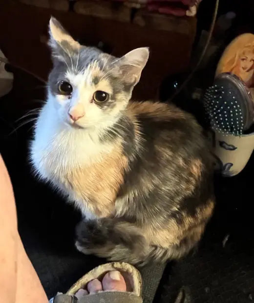 Mojo