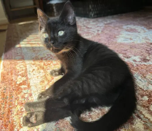 Jalapeno