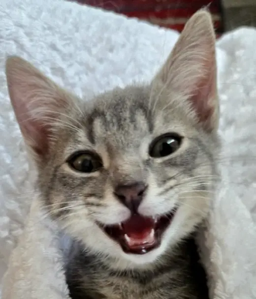 Freya