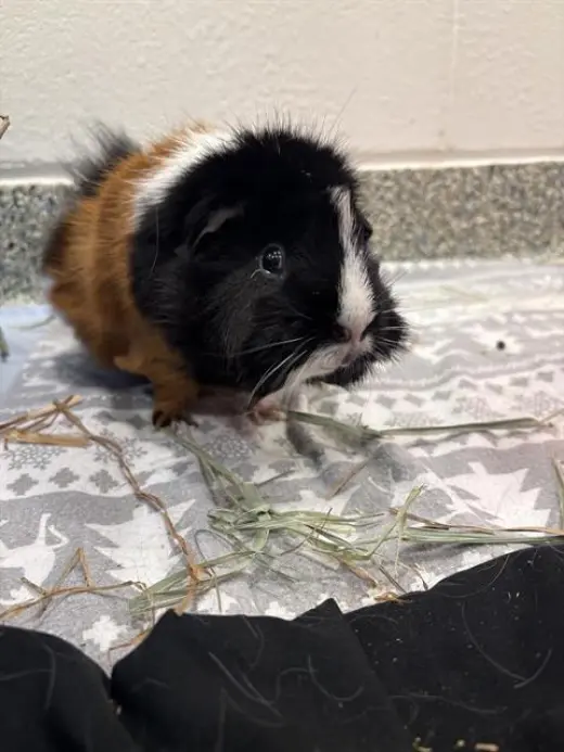 KIWI