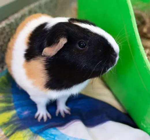 BOBBI