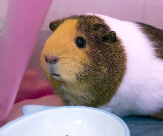 PIGGIE