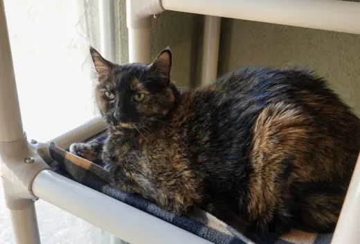 Priscilla