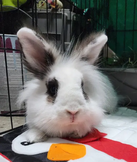 Bunnelby (pending)