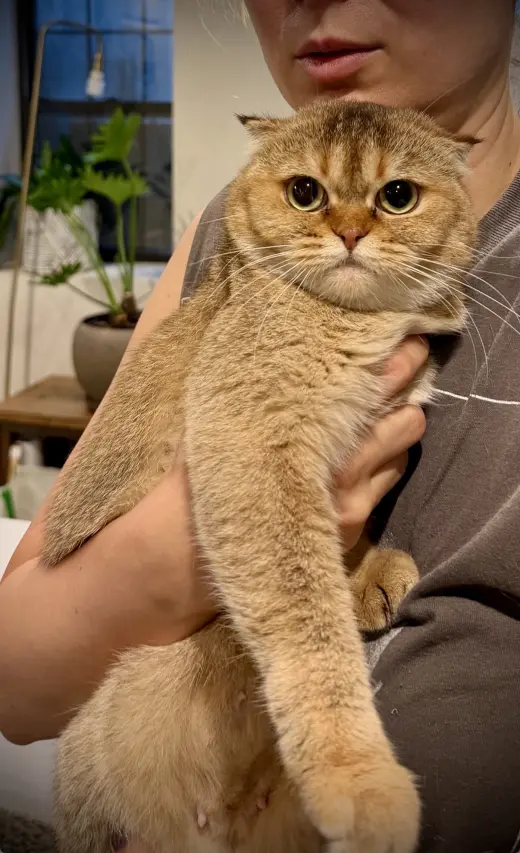 Toffee