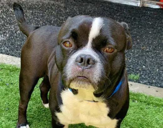 RYE