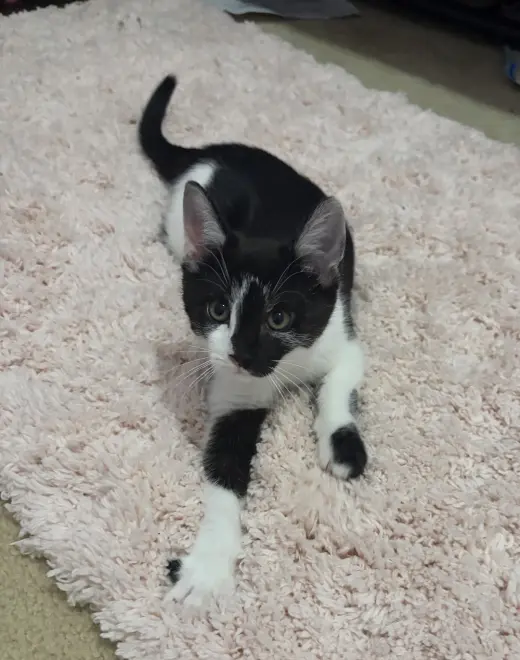 Maya