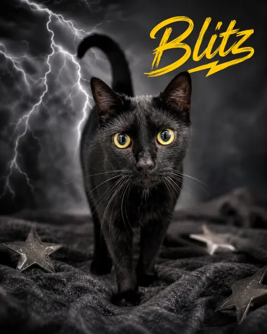 Blitz (FCID# 06/29/2026 - 7 Trainer)