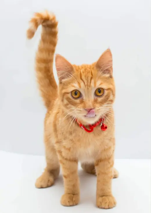 Milo