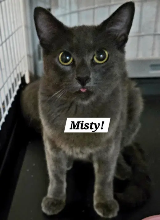 Misty