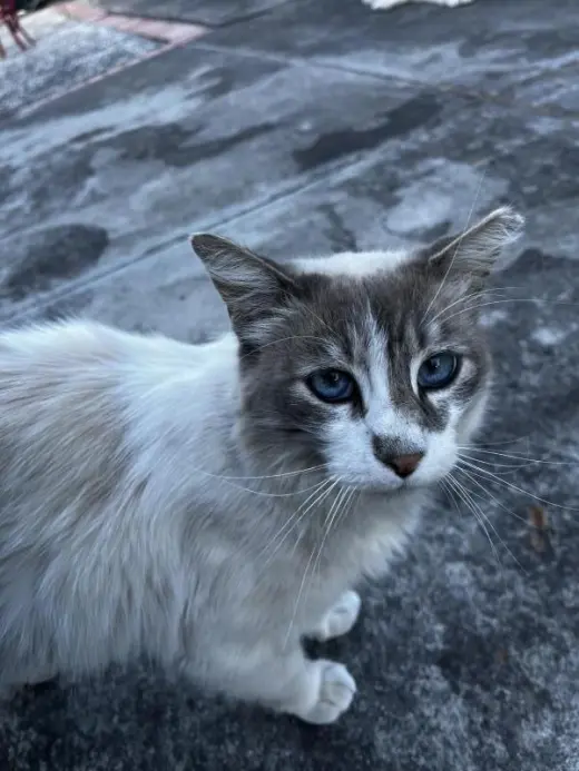 Banjo
