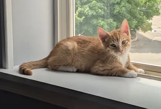 SHERBERT