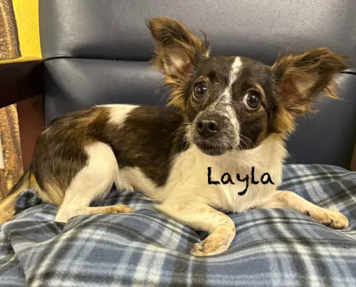 Layla in RI