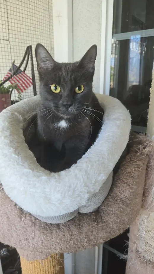 Kiki kitty