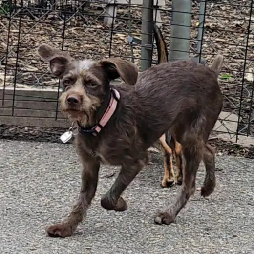 Millie