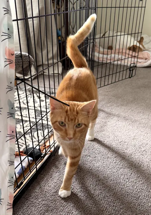 Oliver