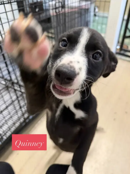 Quinney