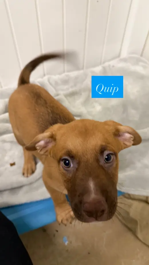 Quip