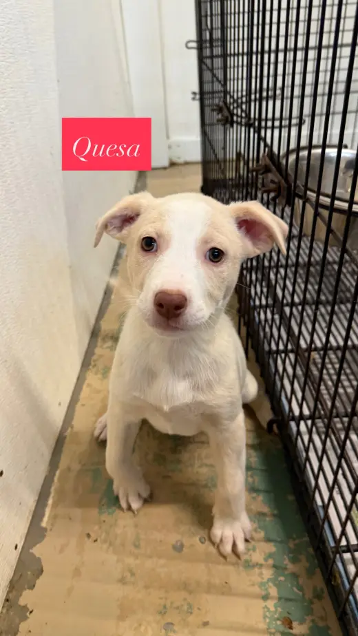 Quesa