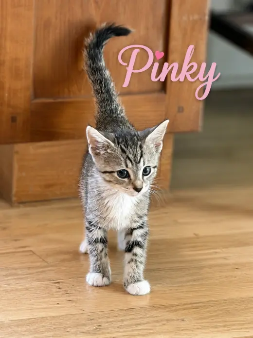 Pinky, Willow Grove PS (FCID 07/08/2026-153) KDC