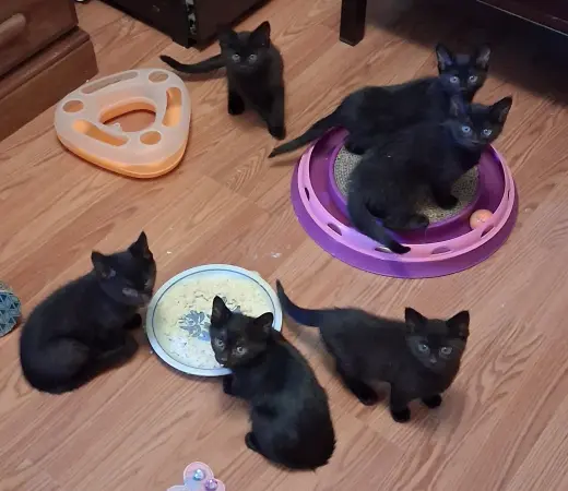 Fruit Basket Babies!
