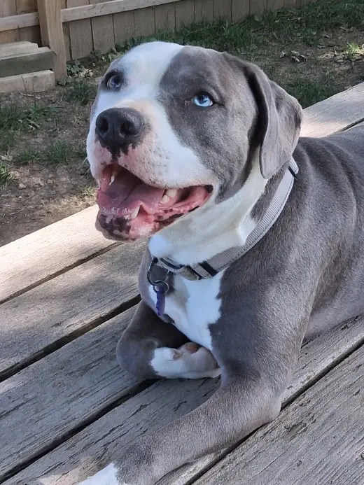 Tickle Me Nova