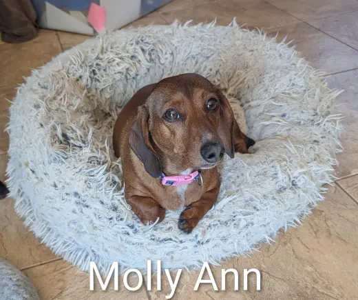 Molly Ann