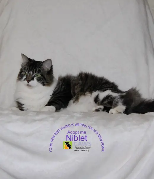 Niblet