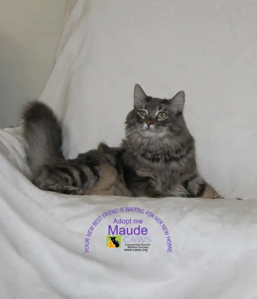 Maude