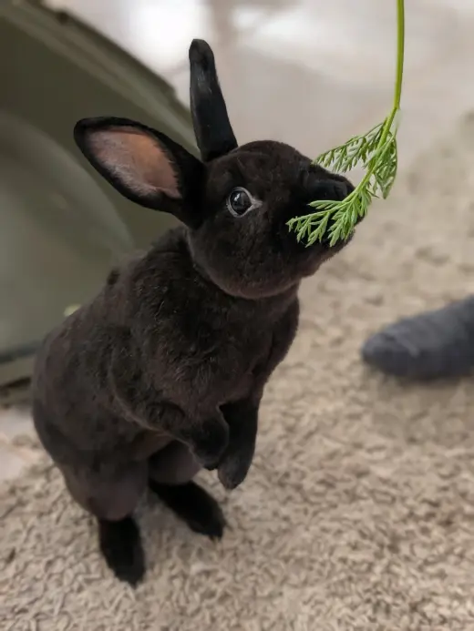 Loki #3