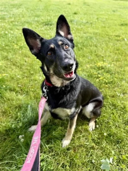 Freya