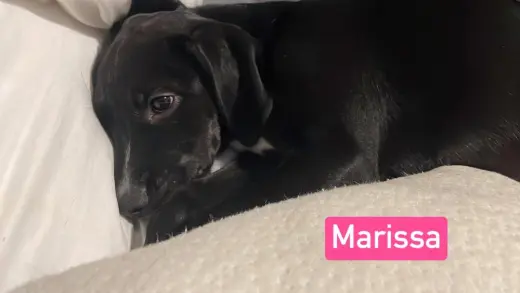 NO  Marissa