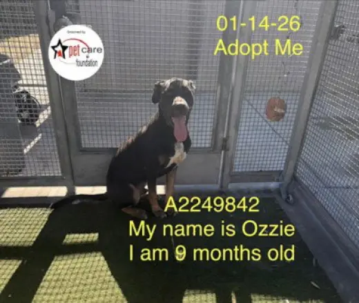 OZZIE