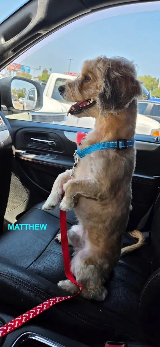 MATTHEW