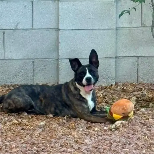 DAISY