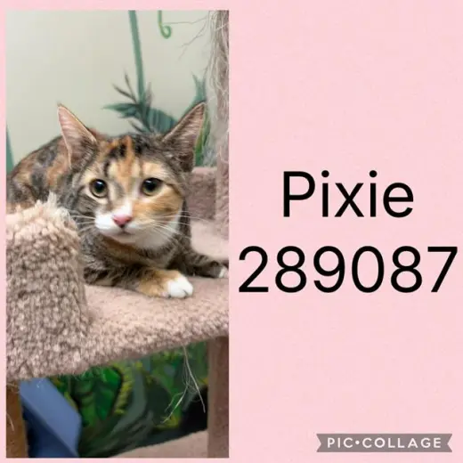 PIXIE