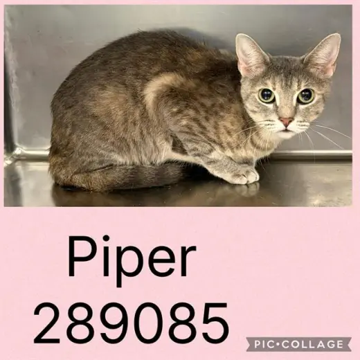 PIPER