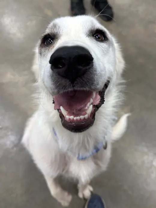Independence aka Indie